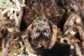 Lycosa sp.